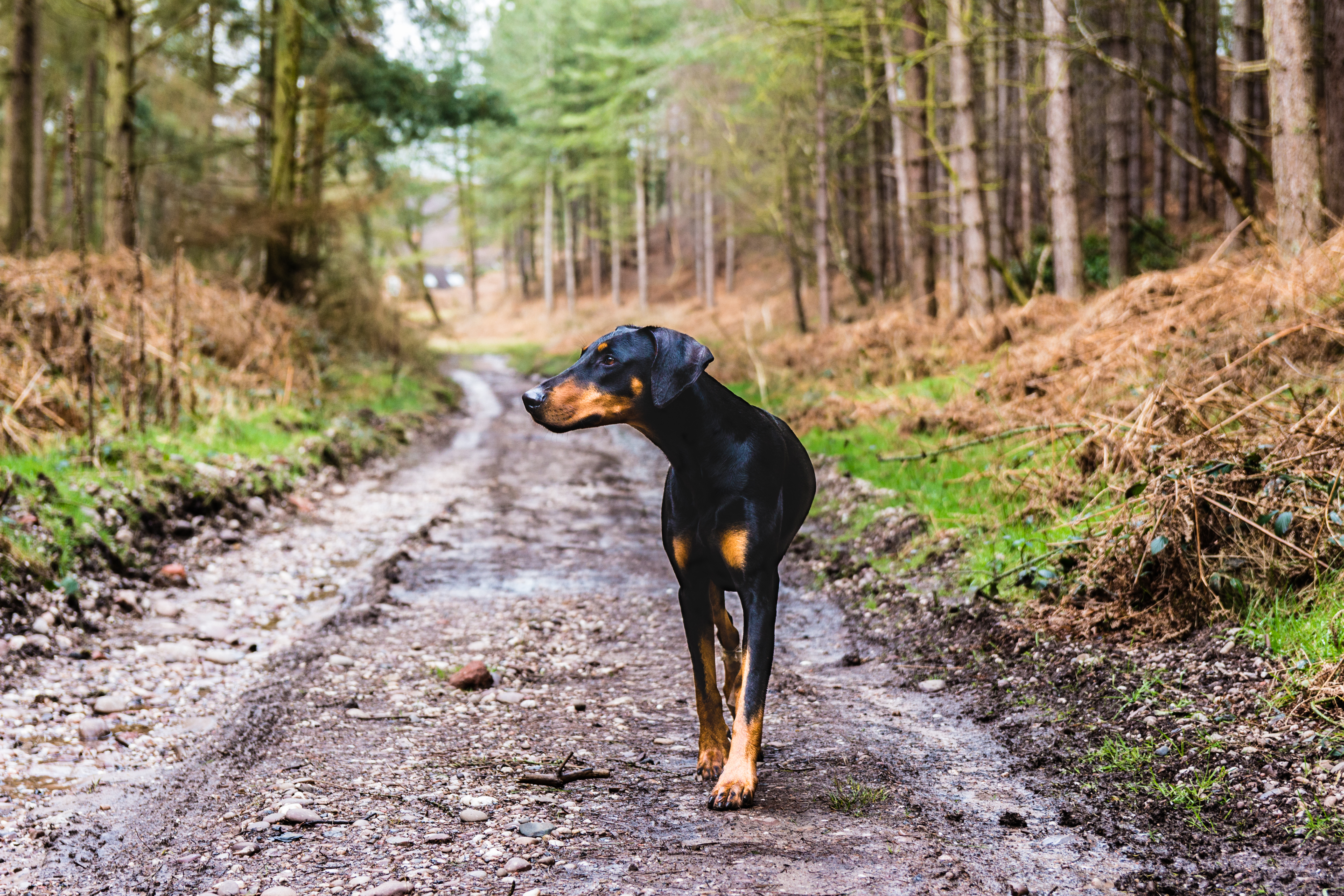 Canva - Short-coated Black and Brown Dog